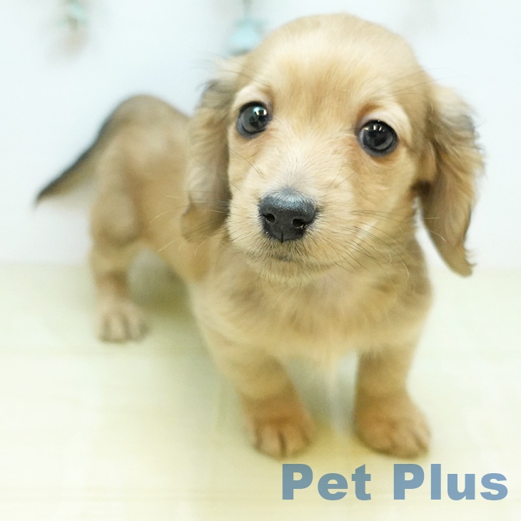 ミニチュア・ダックスフンド