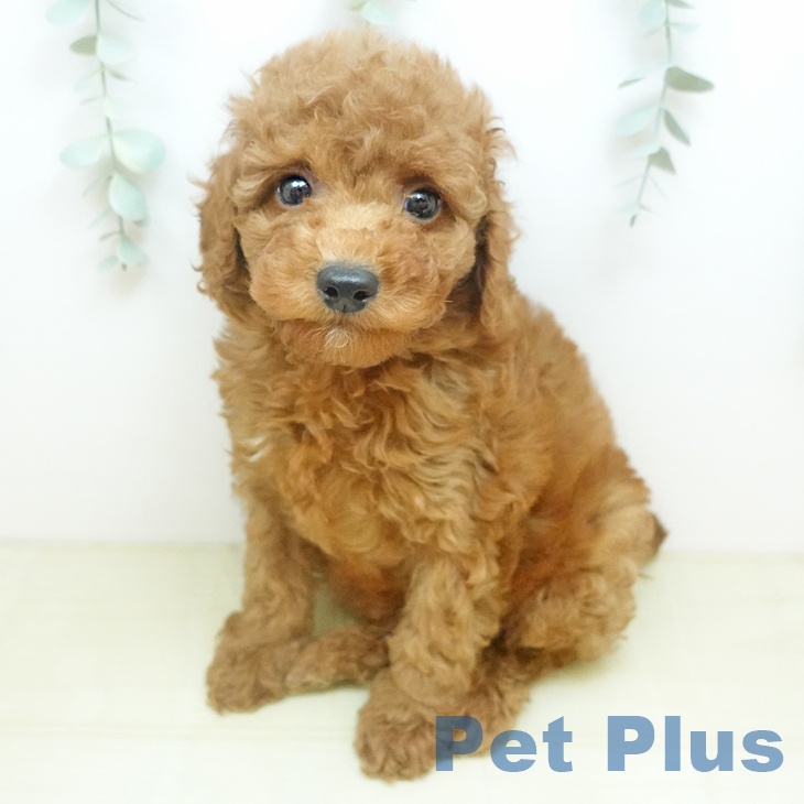 トイ・プードルの写真1