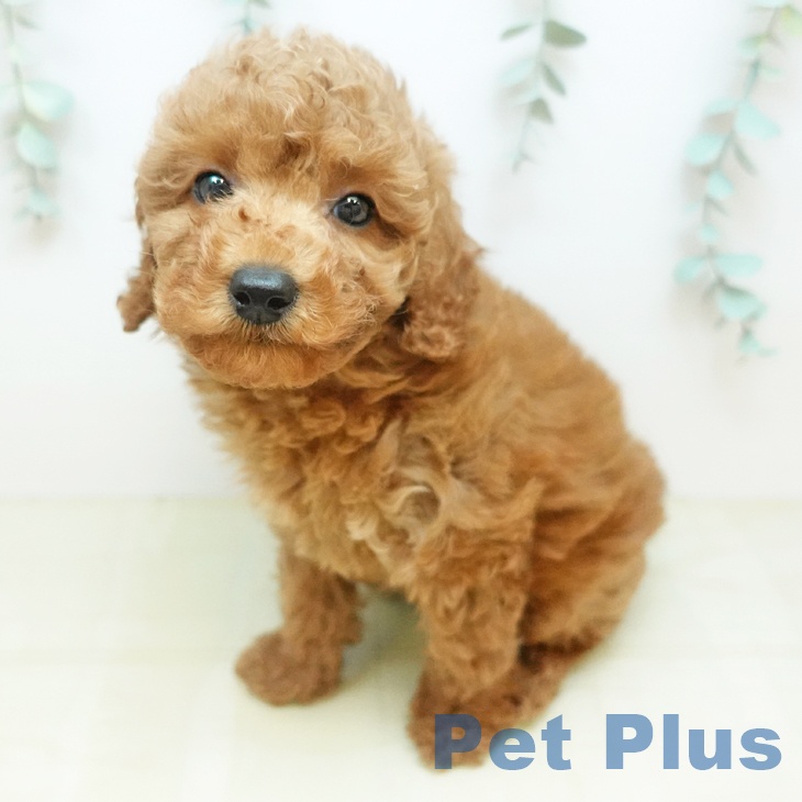 トイ・プードルの写真2