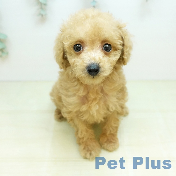 トイ・プードルの写真2