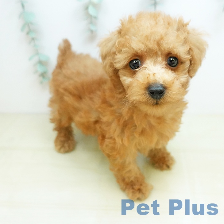 トイ・プードル