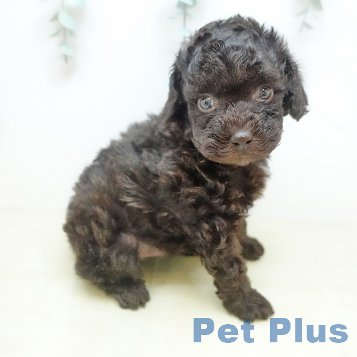 トイ・プードル