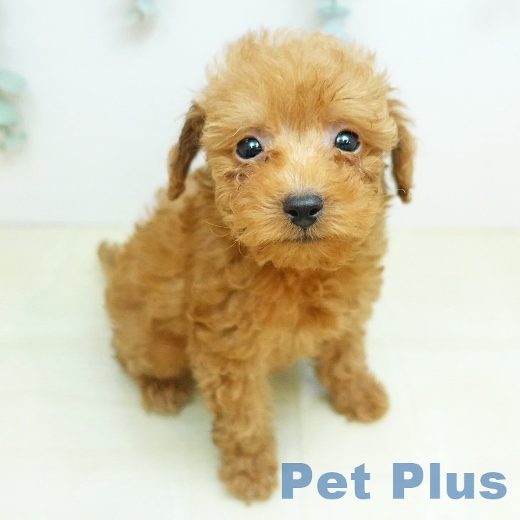 トイ・プードルの写真1