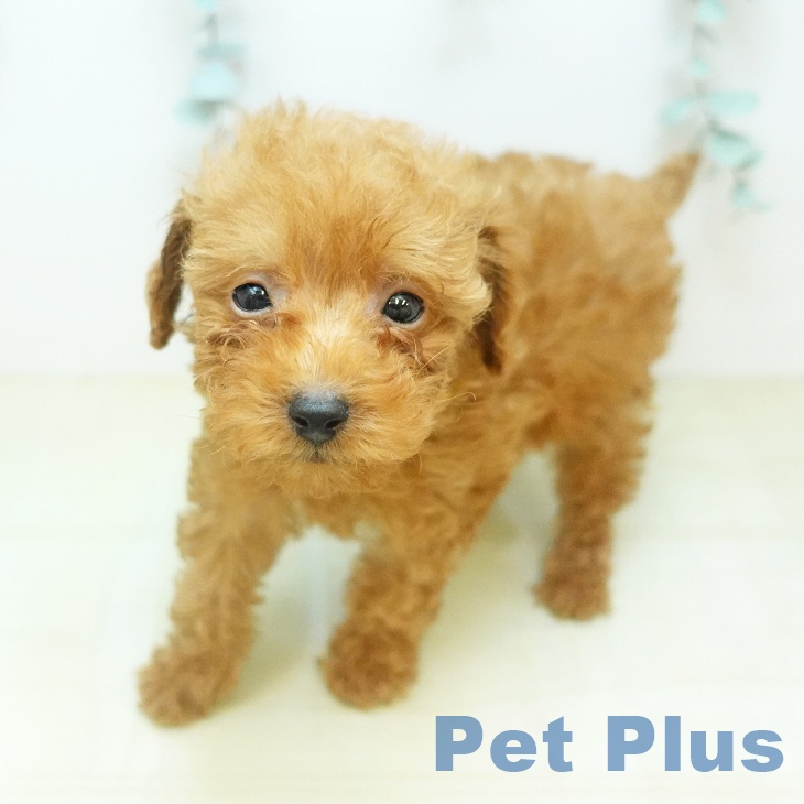 トイ・プードルの写真2