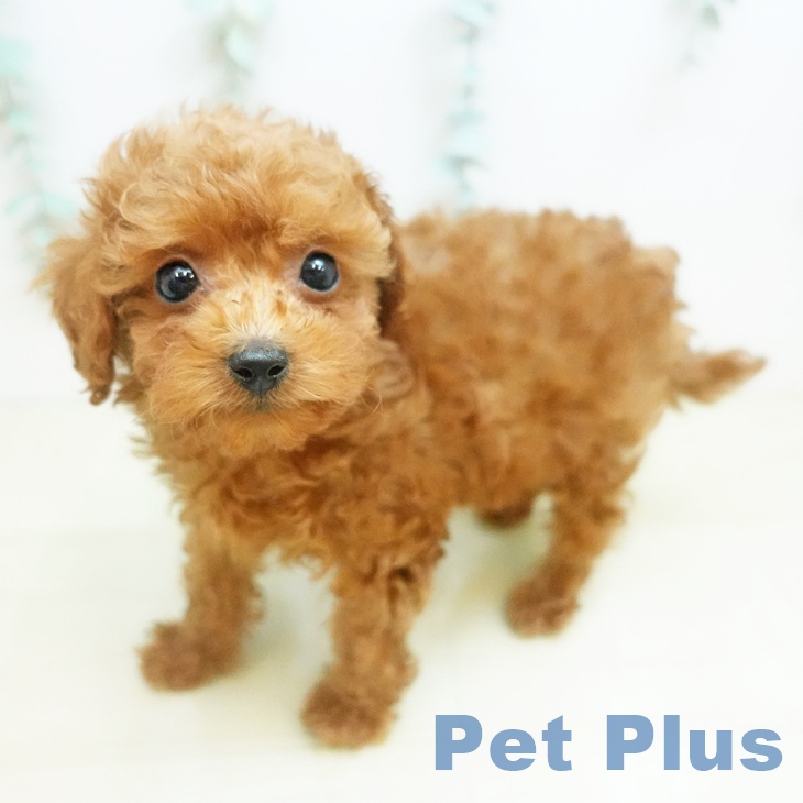 トイ・プードル