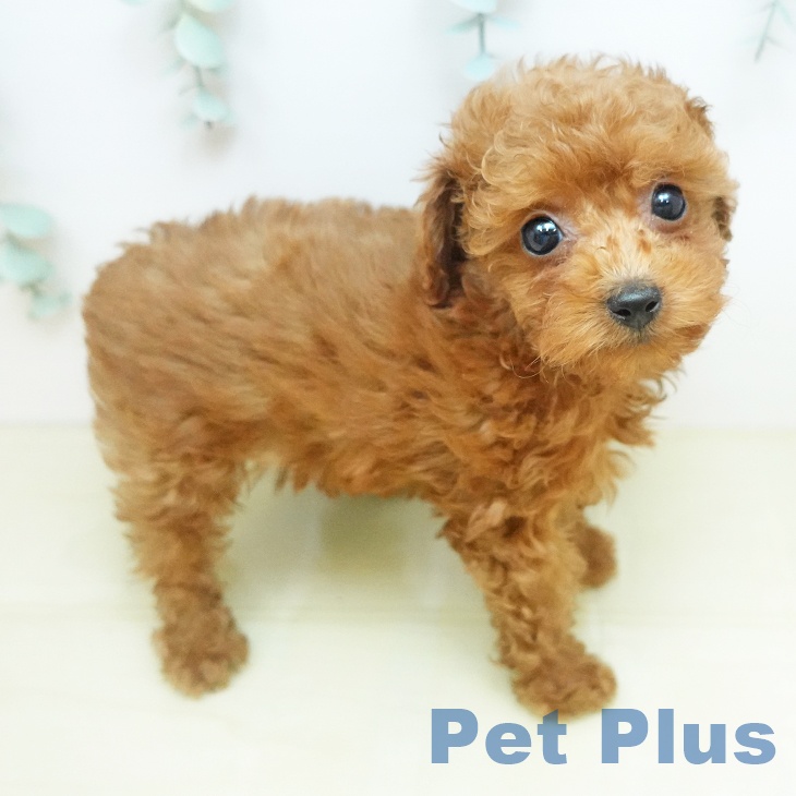 トイ・プードル