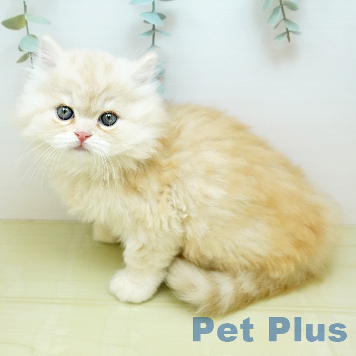 ミヌエットの写真2