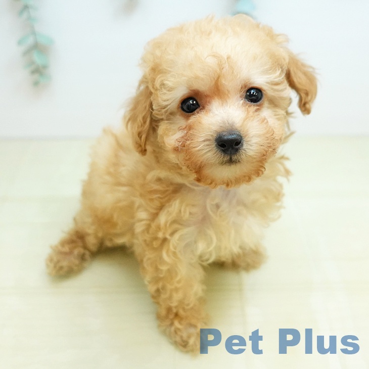 トイ・プードル