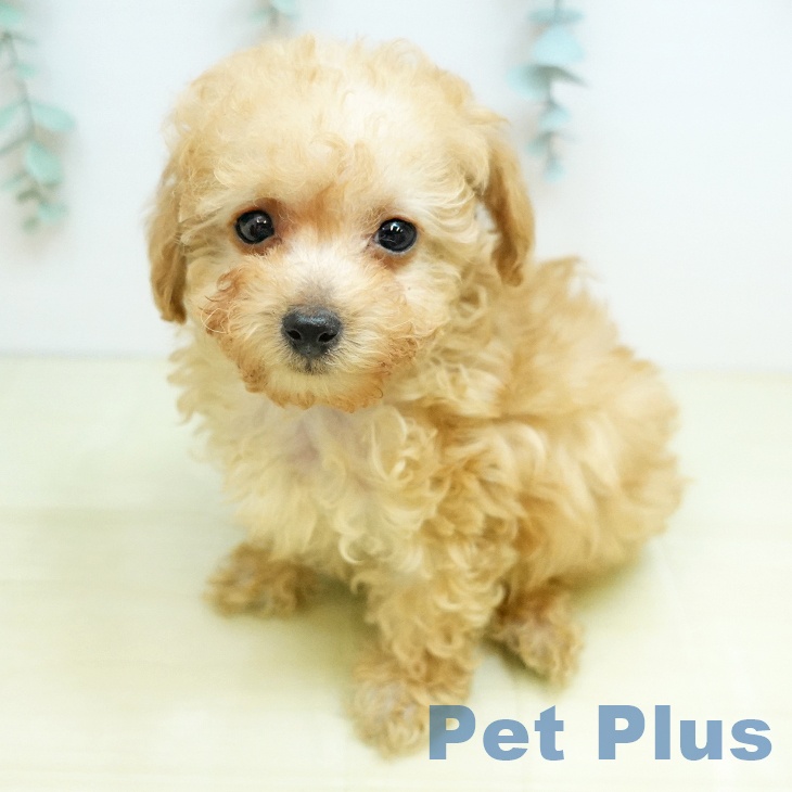 トイ・プードル