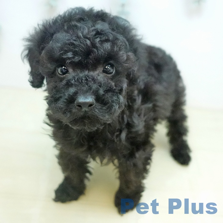 トイ・プードル