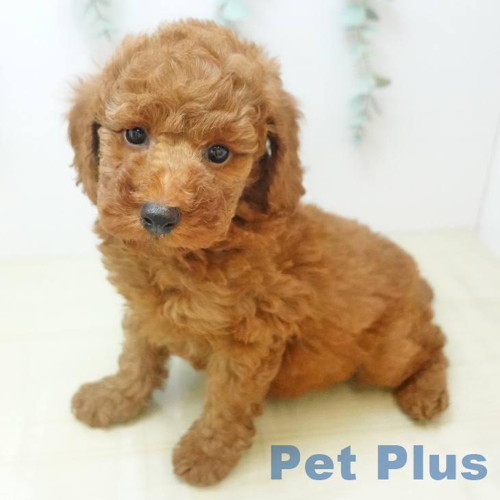 トイ・プードルの写真2