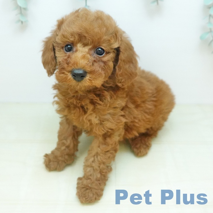 トイ・プードル