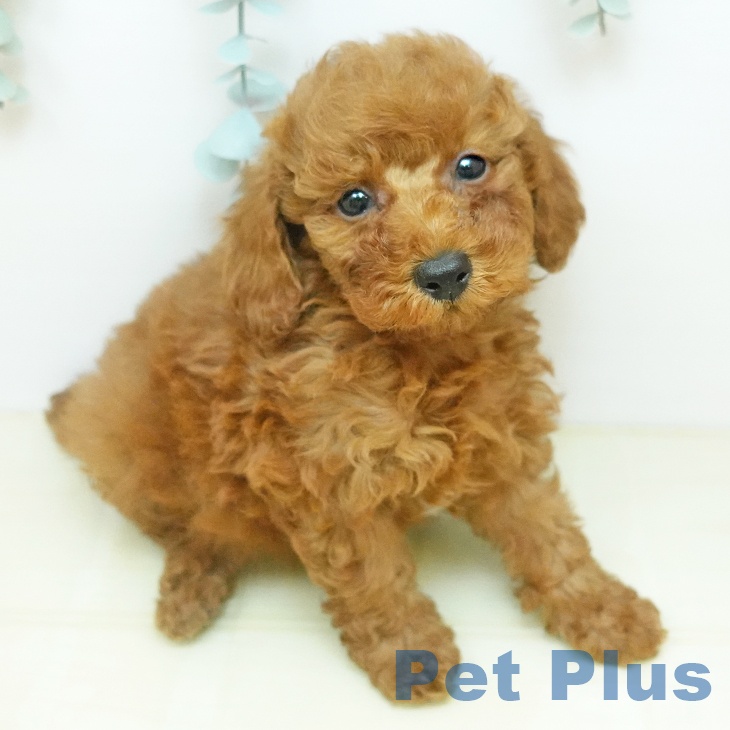 トイ・プードルの写真2