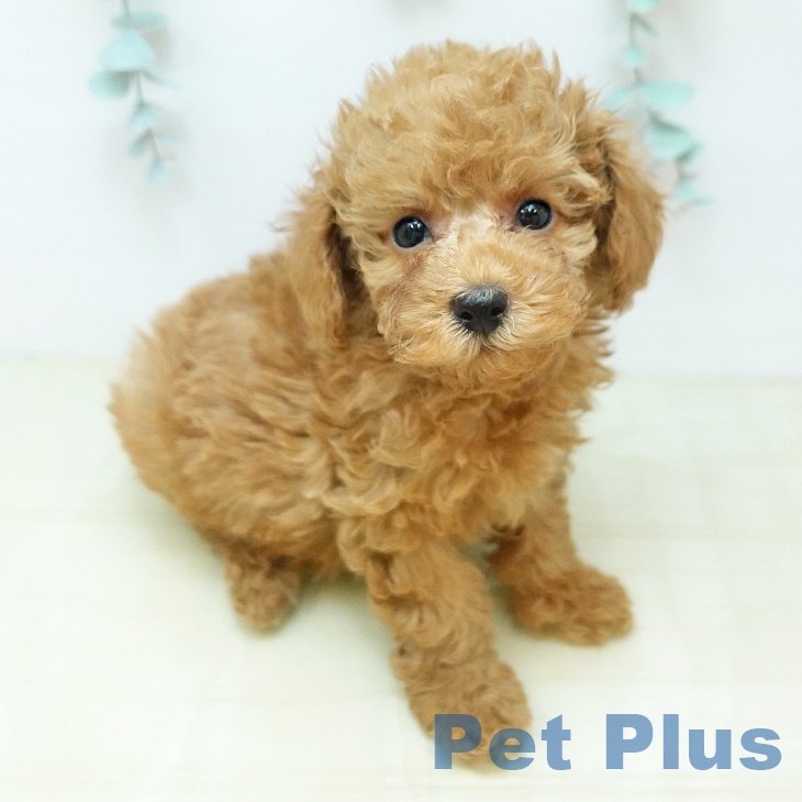 トイ・プードル