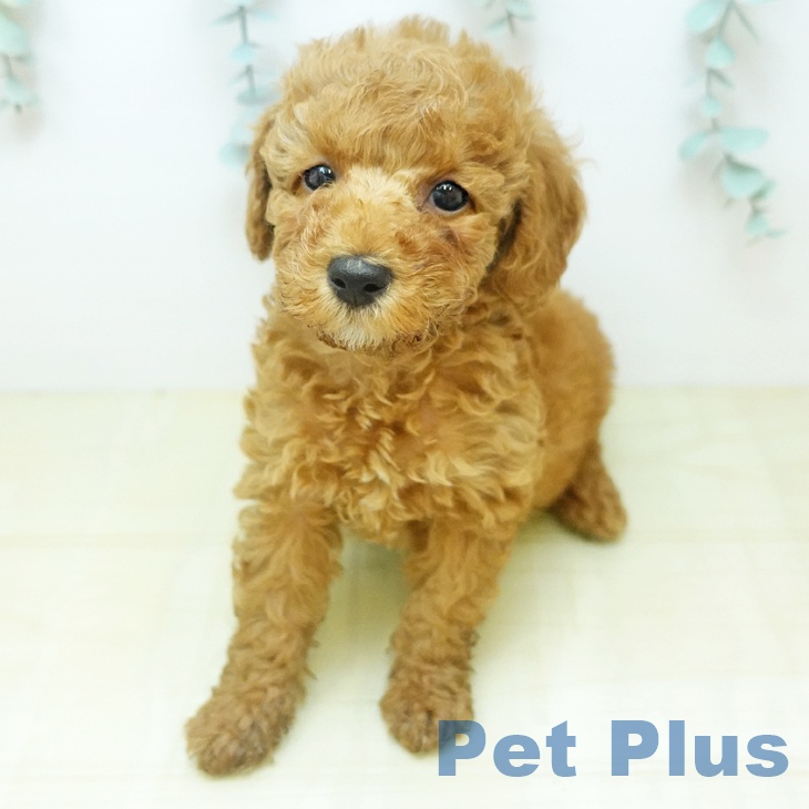 トイ・プードル