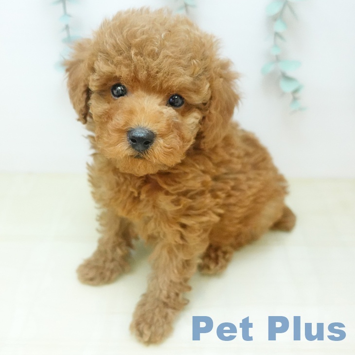 トイ・プードル