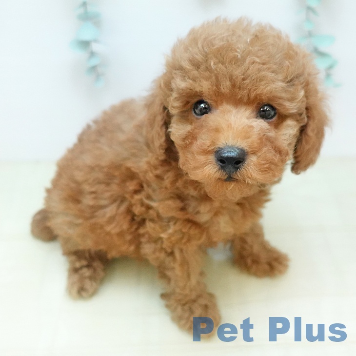 トイ・プードル