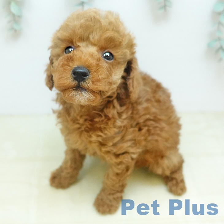 トイ・プードル