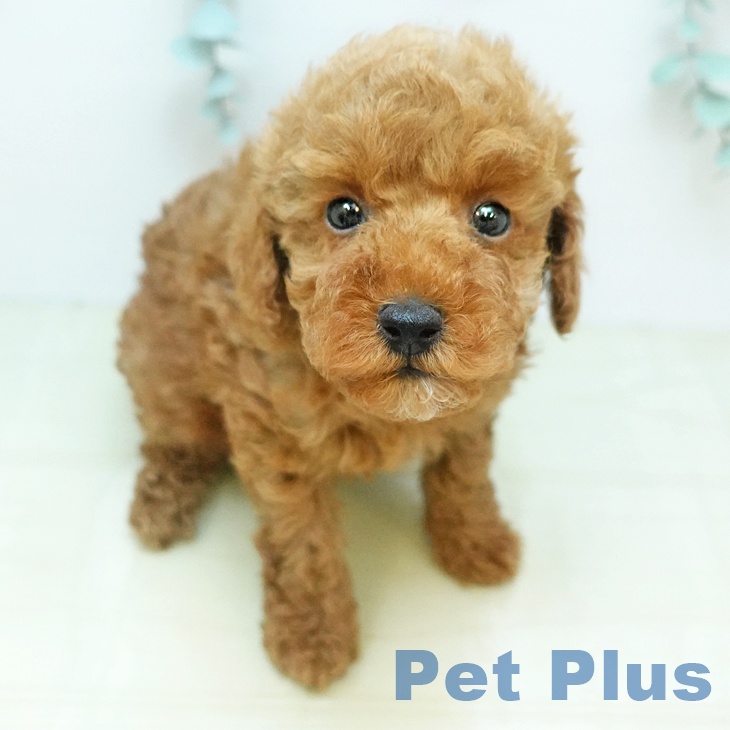 トイ・プードルの写真2