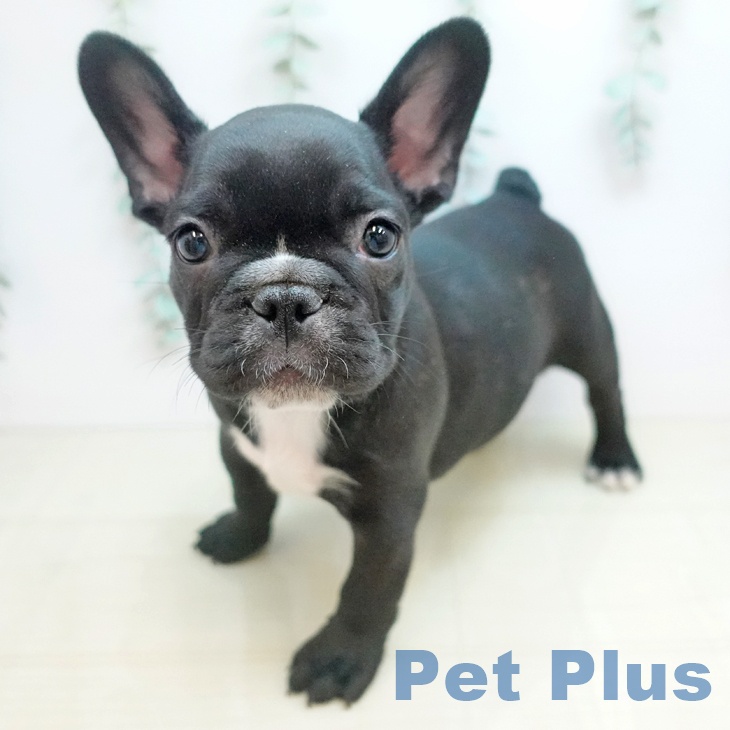 フレンチ・ブルドッグの写真1