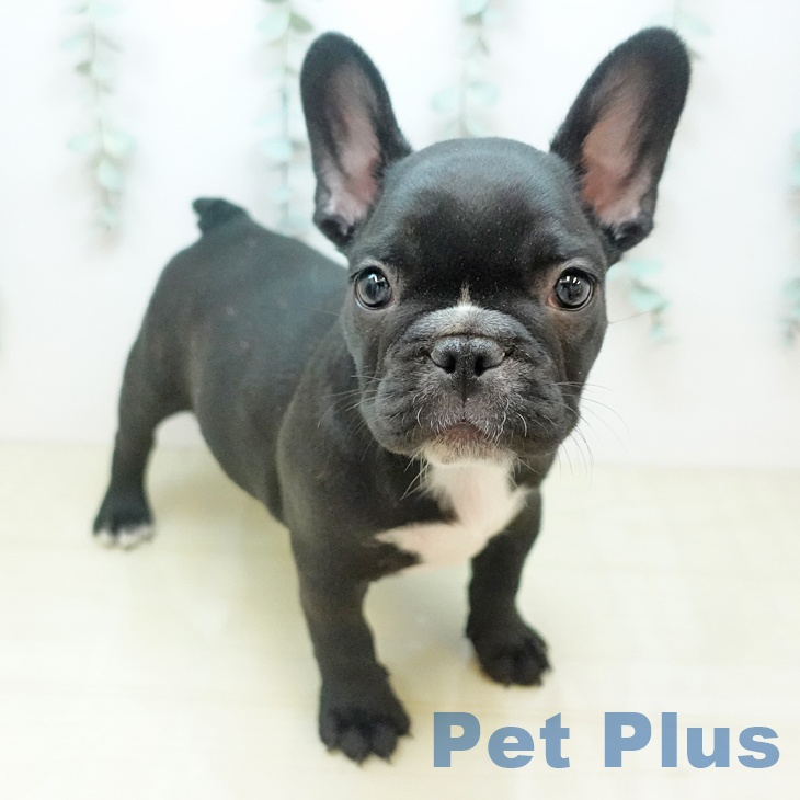 フレンチ・ブルドッグの写真2