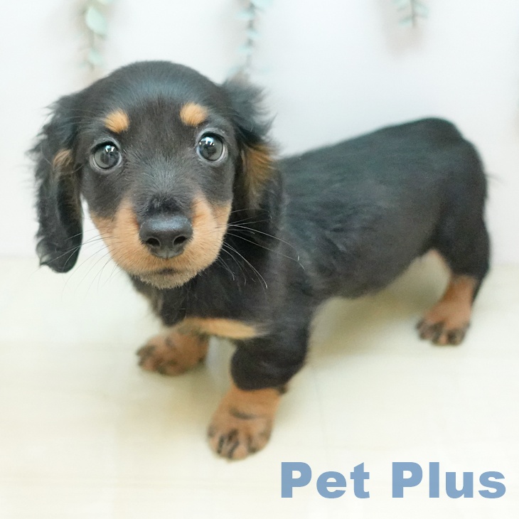 カニーンヘン・ダックスフンド