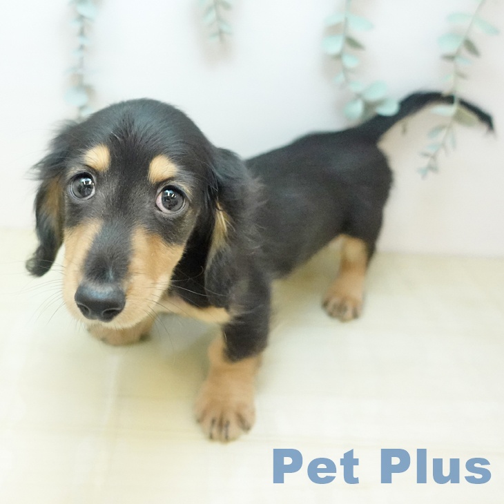 ミニチュア・ダックスフンド