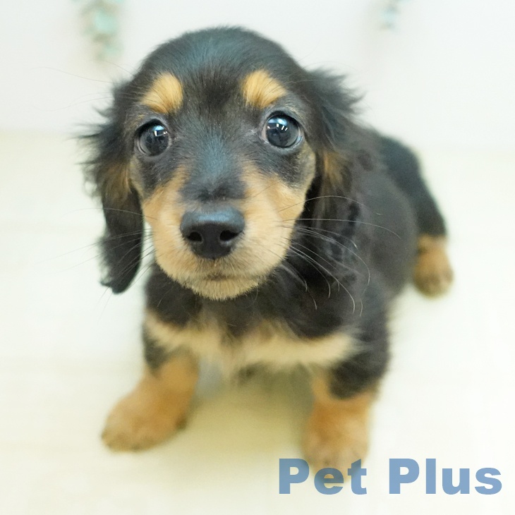 ミニチュア・ダックスフンド