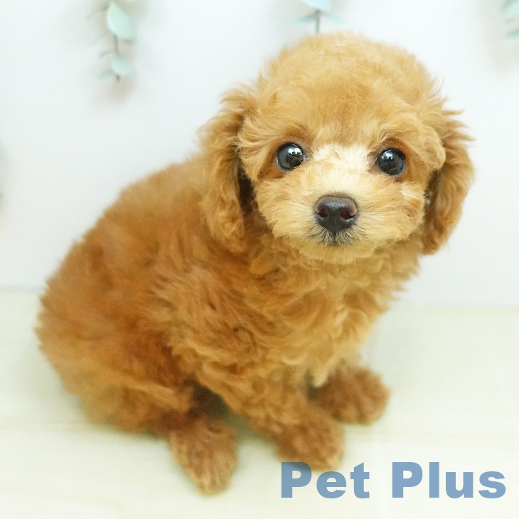 トイ・プードル