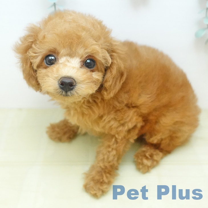 トイ・プードルの写真2