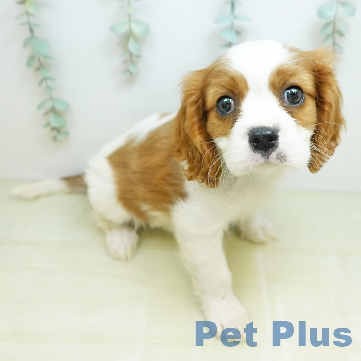 キャバリア・キングチャールズ・スパニエル