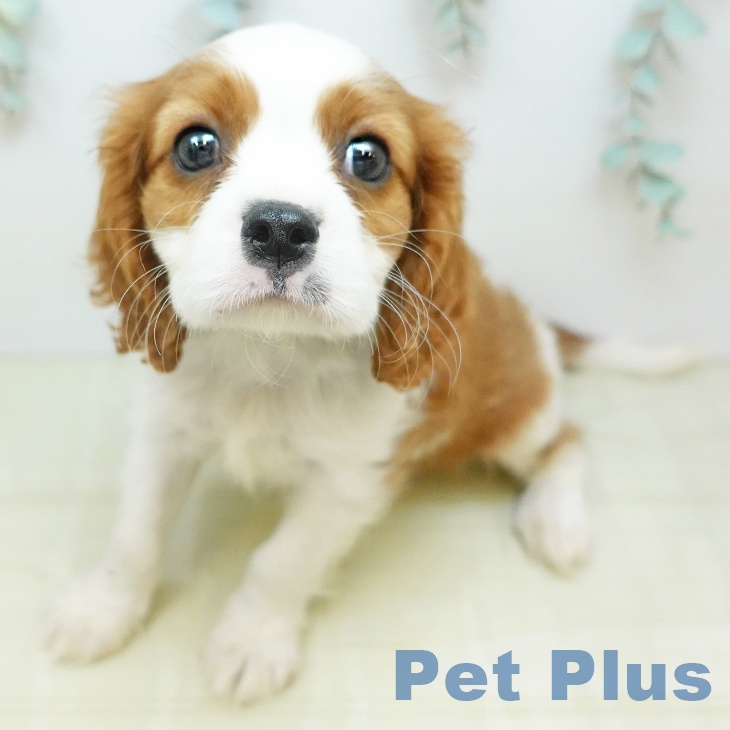 キャバリア・キングチャールズ・スパニエル