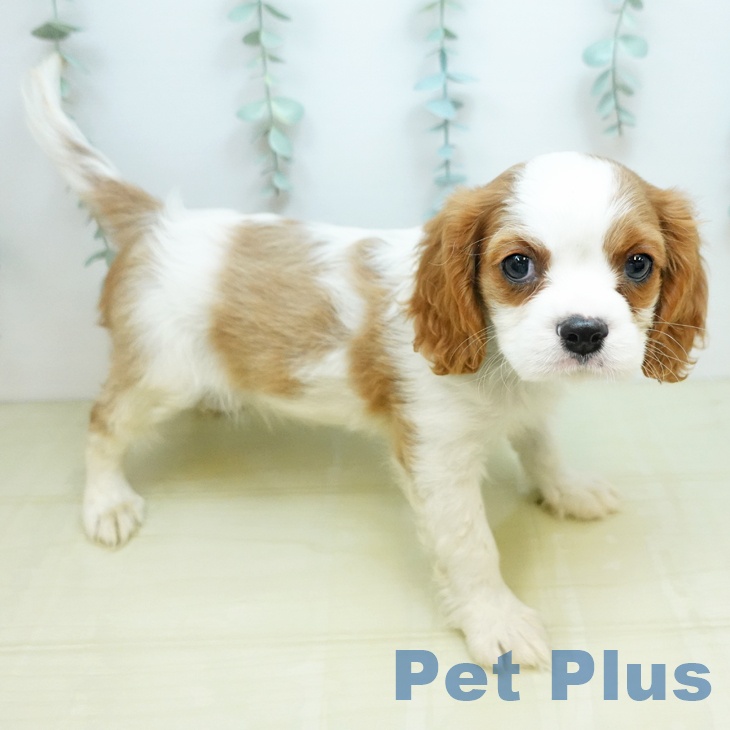 キャバリア・キングチャールズ・スパニエルの写真1