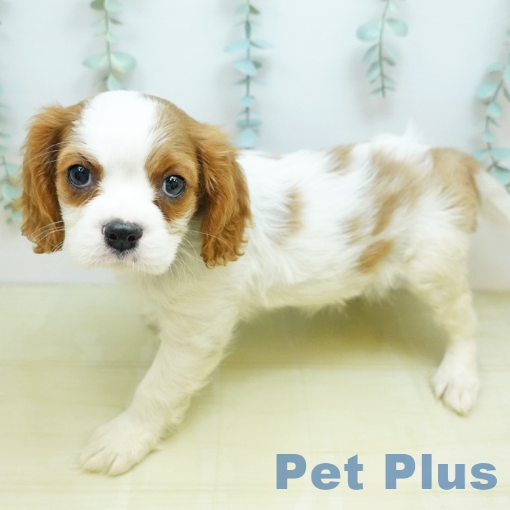 キャバリア・キングチャールズ・スパニエルの写真2