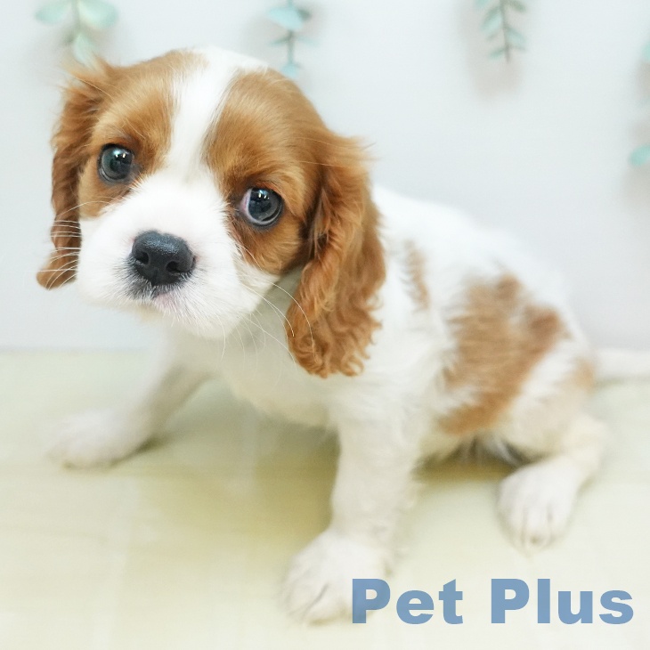 キャバリア・キングチャールズ・スパニエル