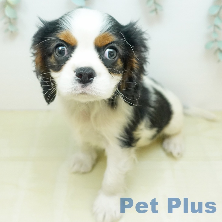 キャバリア・キングチャールズ・スパニエル