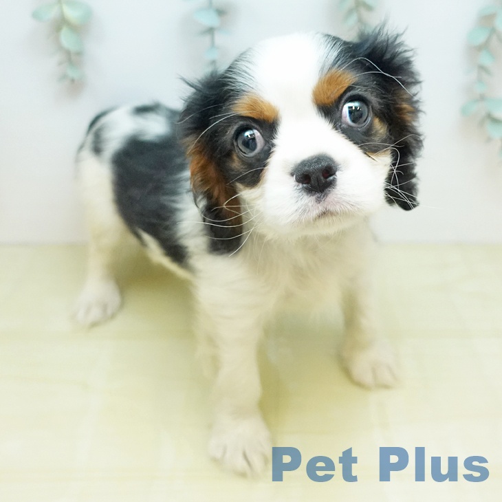 キャバリア・キングチャールズ・スパニエルの写真2