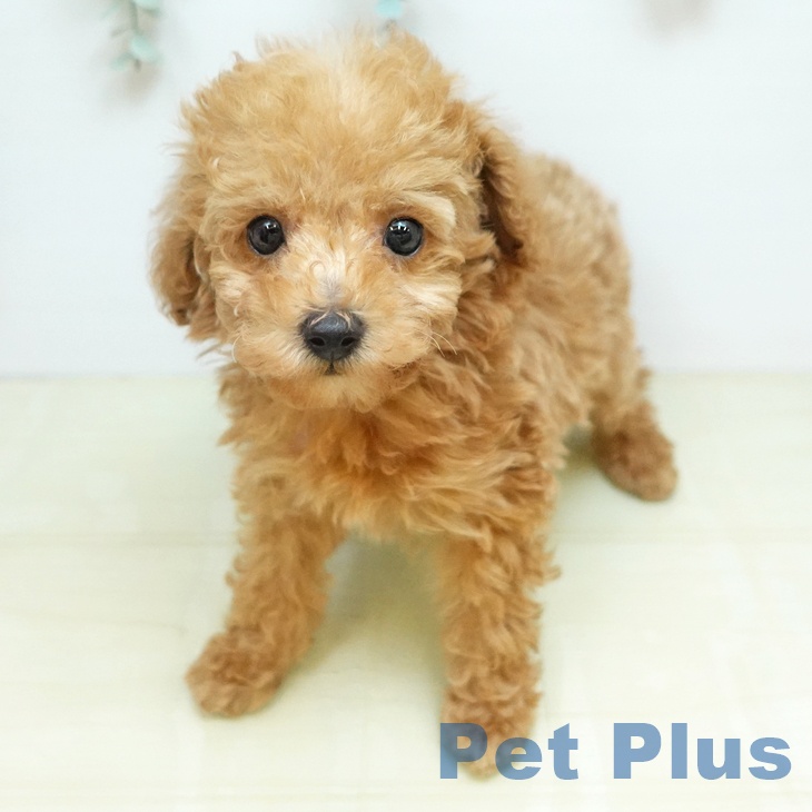 トイ・プードル