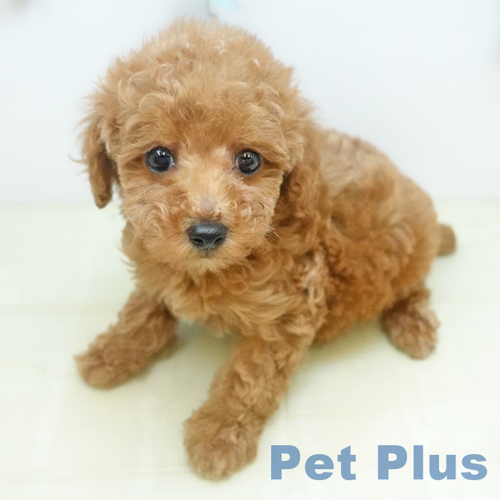 トイ・プードルの写真2