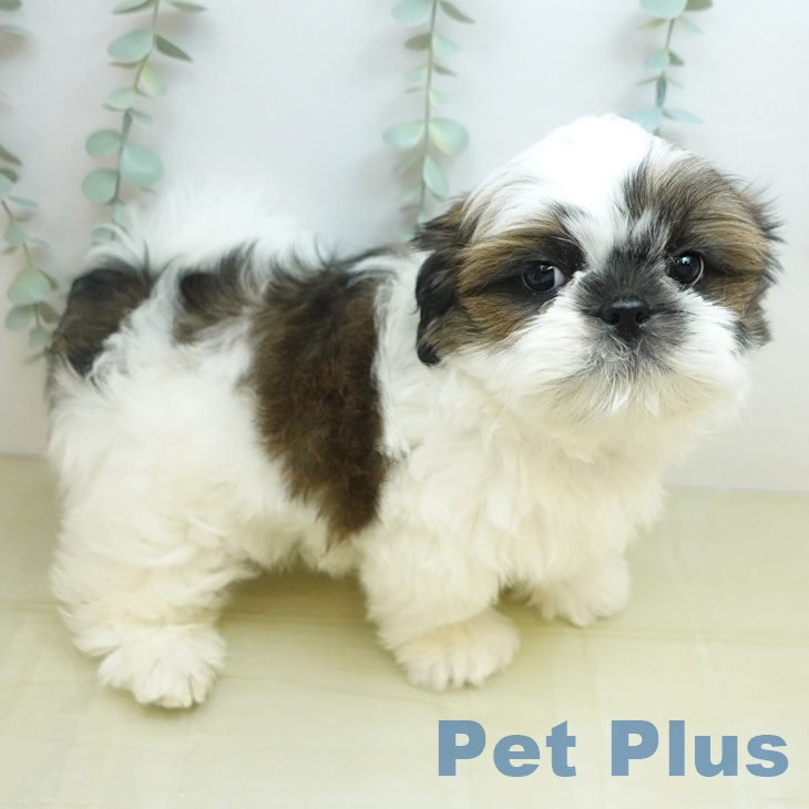 シー・ズーの写真2