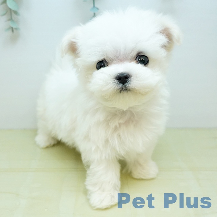 マルチーズの写真2