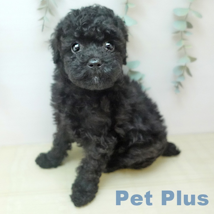 トイ・プードルの写真2