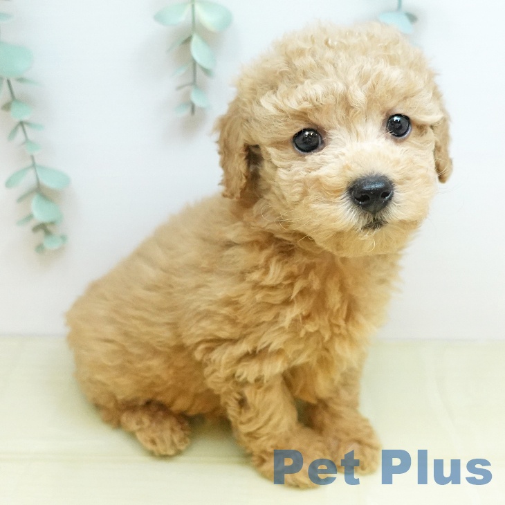 トイ・プードル