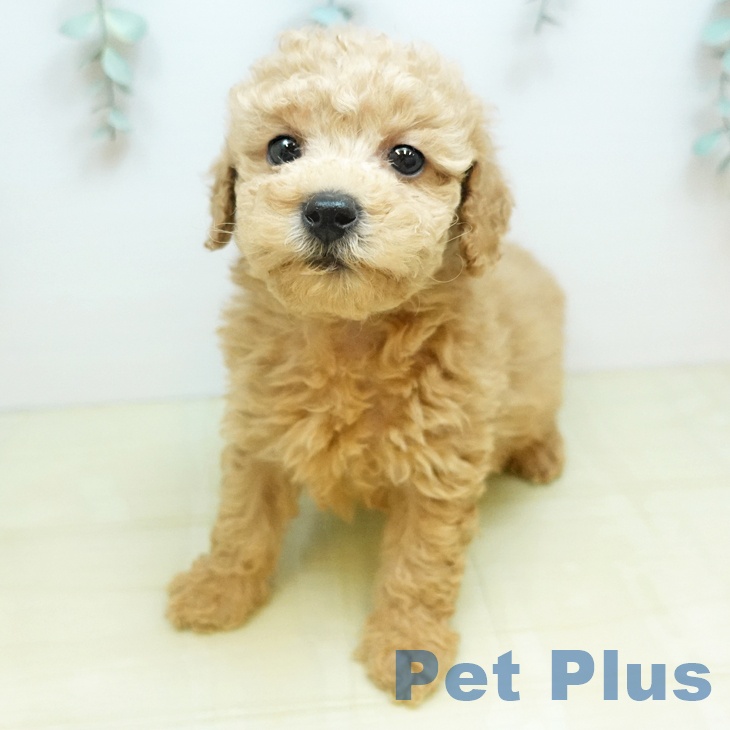 トイ・プードルの写真2