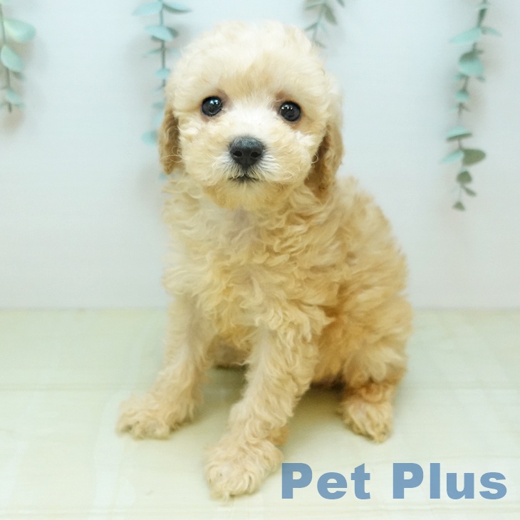 トイ・プードル