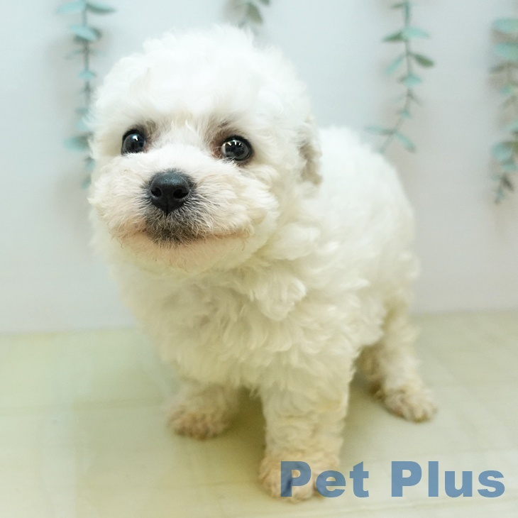 ビション・フリーゼ