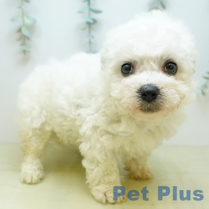 ビション・フリーゼの写真2