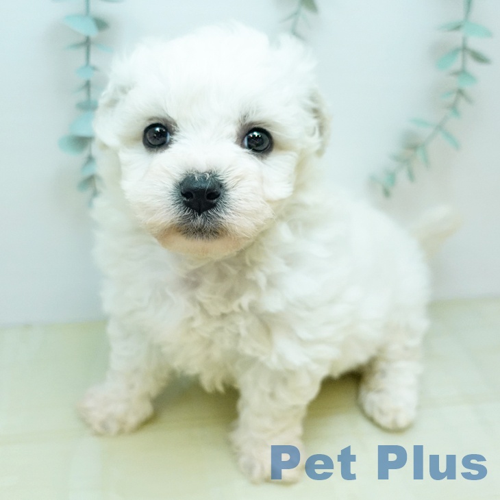 ビション・フリーゼ