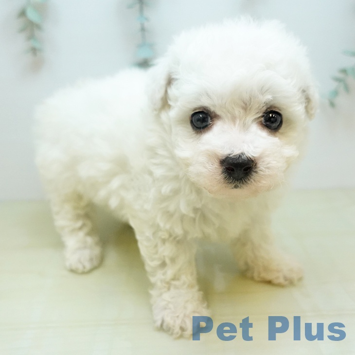 ビション・フリーゼ