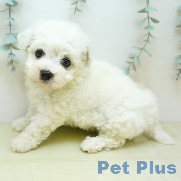 ビション・フリーゼの写真2